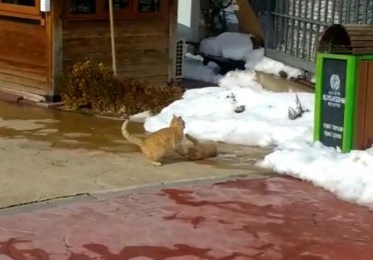 Kedilerin güneş keyfi