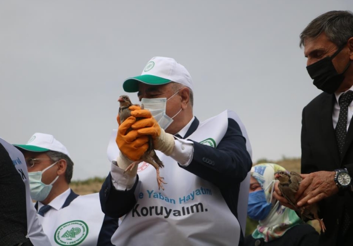 Kekliklerin Keneye Savaşi