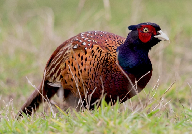 Kene Avcısı 15 bin Sülün,13 İlde Doğaya Bırakılacak