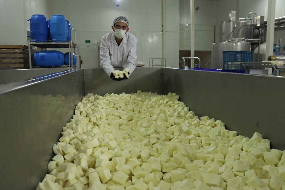 Koronaya karşı probiyotik peynir ürettiler

