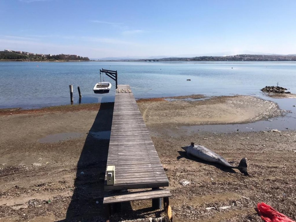 Kuraklık Ayvalık´ı vurdu, dev yunus balığının ölüsü bulundu
