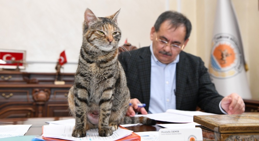 Makamda bir kedi: ´Mayıs´
