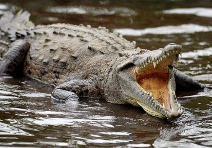 Maket sanıp yanına gitti: Dev timsaha kolunu kaptırdı