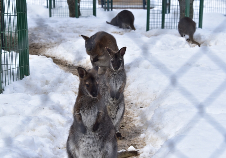 MALATYA BÜYÜKŞEHİR BELEDİYESİNE AİT HAYVANAT BAHÇESİ YENİ DOĞMUŞ ÜYELERİYLE ZİYARETÇİLERİNİ BEKLİYOR