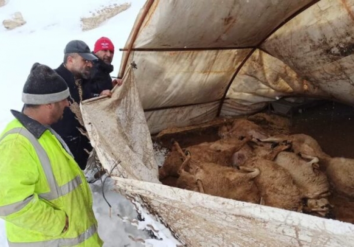 Malatyada Ahıl Çöktü 20 Hayvan Telef Oldu!