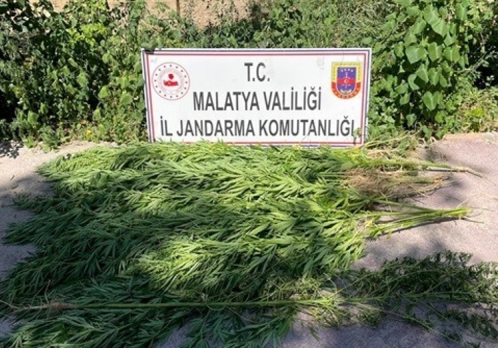 Malatya'da esrar ve kenevir operasyonu: 1 gözaltı