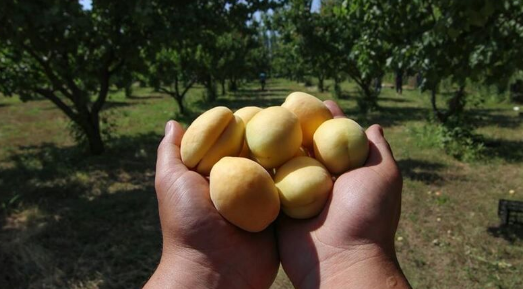 Malatya'da Kayısı Üreticileri İsyanda: "Kayısımız Ayak Altı Oldu!"