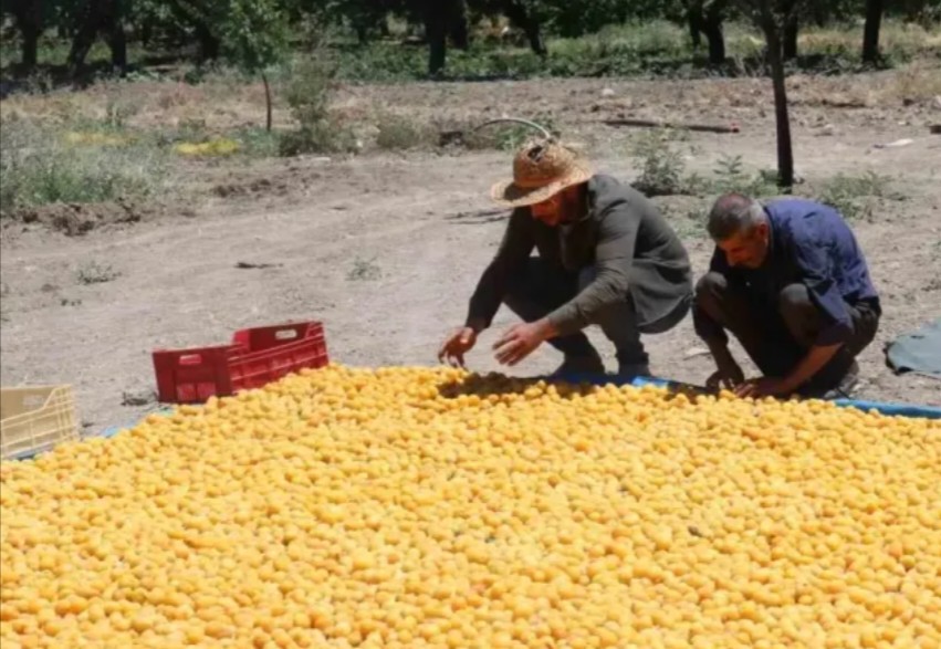 Malatya'dan 115 ülkeye ihracat!