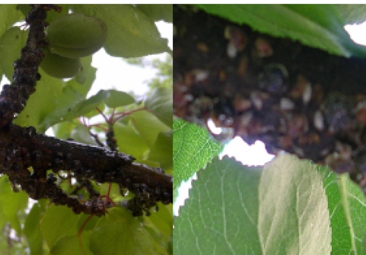 Malatya'nın Sarı Altınında Büyük Tehlike!