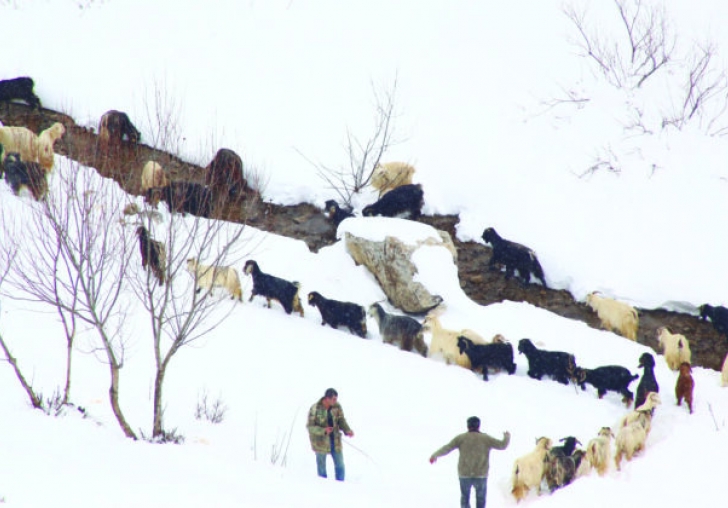 Malatyalı göçerlerin zorlu kış mesaisi sürüyor
