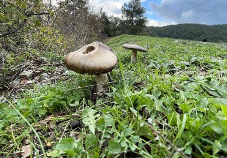 Mantar Zehirlenmeleri.. 10 Kişi Hastanelik Oldu