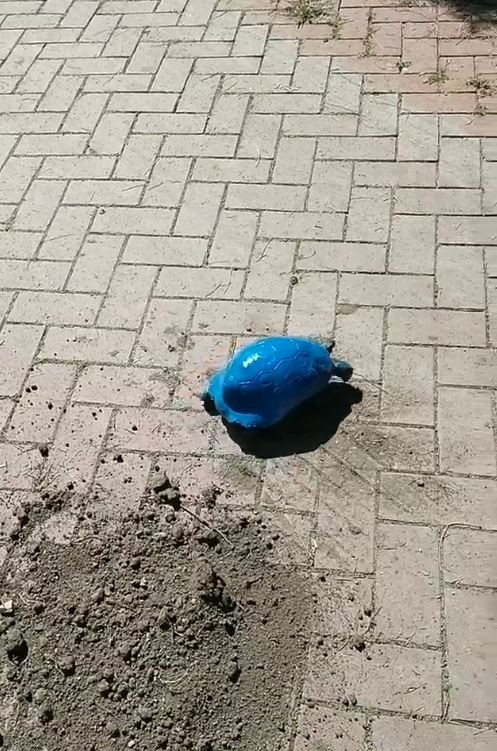 Maviye boyanan kara kaplumbağasıyla ilgili soruşturma
