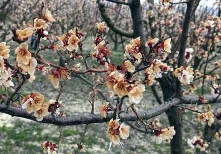 Mersin'de Don Kayısıyı Vurdu