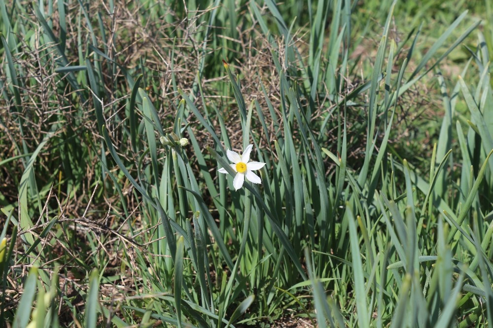 Önlem alınmazsa nergisler yok olacak
