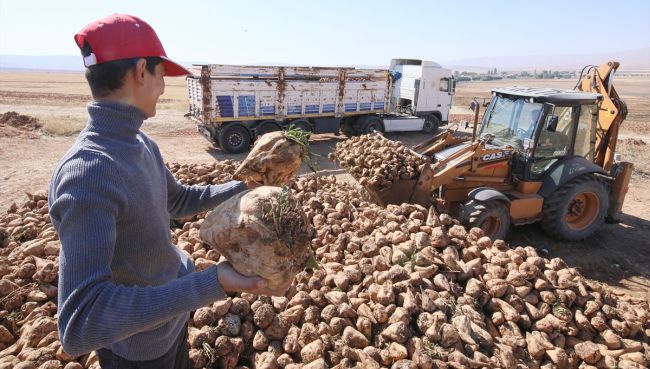 Pancarda Ton Fiyatı 1450 TL