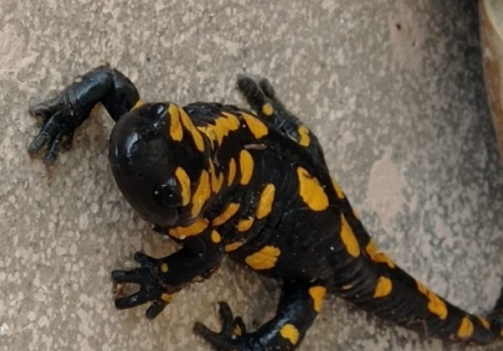 Plastik sandı canlı çıktı