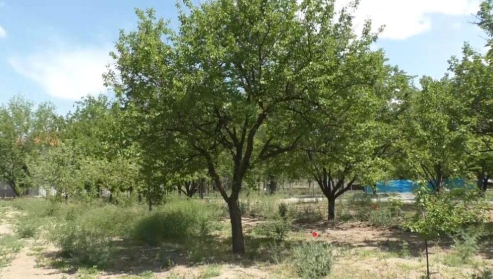 "Kayısı Rekoltemizin de Açıklanmasını Rica Edeceğiz"