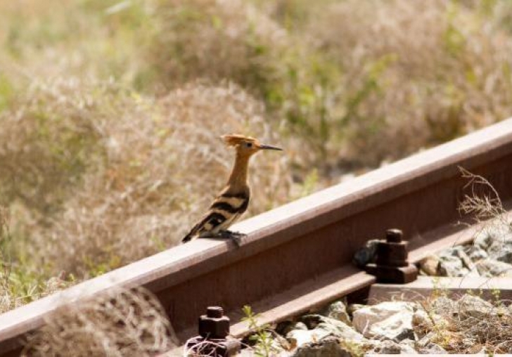 Raylar üzerinde 15 yılda 21 kuş türü görüntüledi