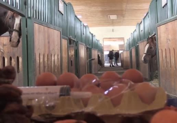 Safkan Arap atlarına pekmez, kayısı ve yumurtalı özel kış menüsü