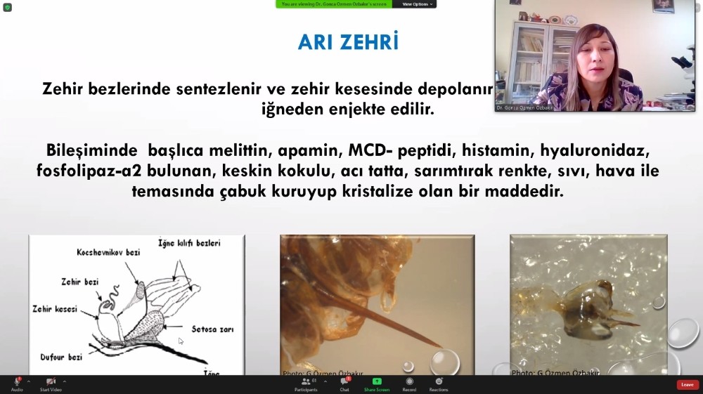 `Sağlık İçin Arı Zehri´ Projesi yürütülüyor
