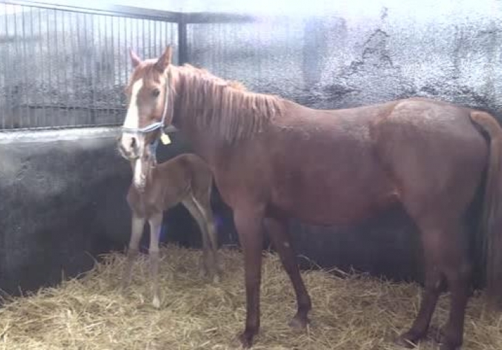 Şampiyon adayı taylar dünyaya gözlerini açmaya başladı