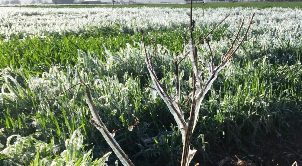 Şanlıurfa´da ekinler dondu
