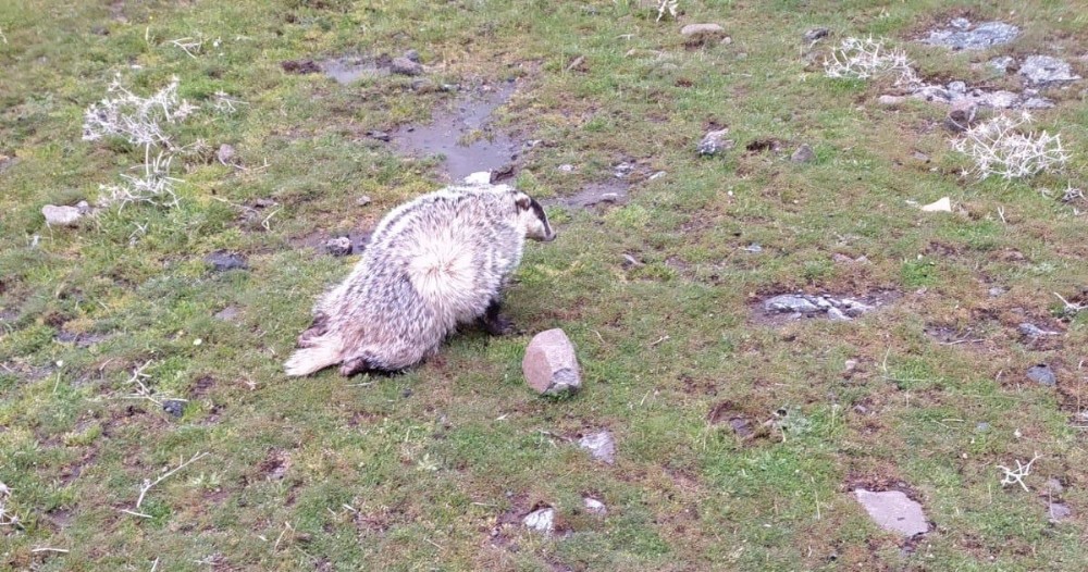 Siverek´te yaralanmış halde bal porsuğu bulundu
