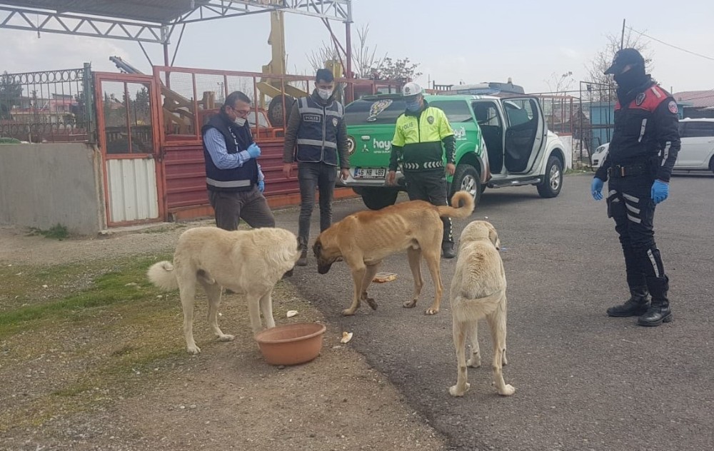 Sokak hayvanlarına mama desteği
