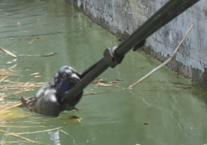  Sulama Havuzuna Düşen Güvercine Hayat Kurtaran Müdahale