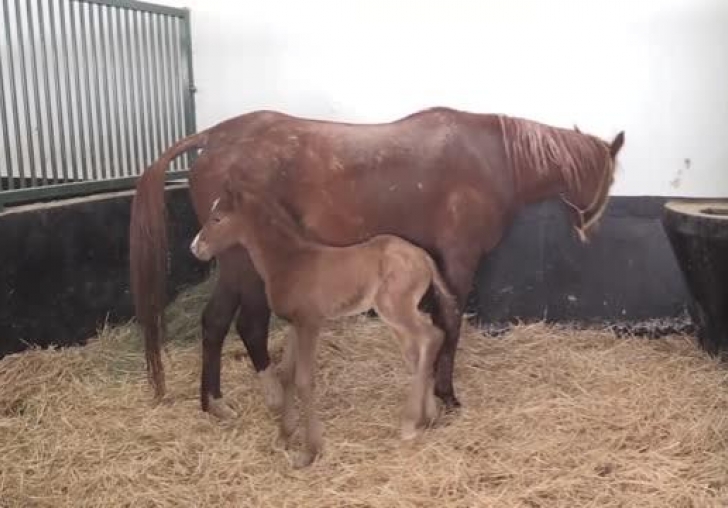 Sultansuyu'nda yılbaşından bu yana 70 şampiyon adayı tay doğdu