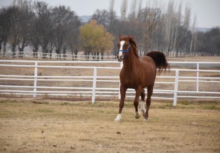 Sultansuyu, safkan Arap atı satışından 12 milyon lira gelir elde etti