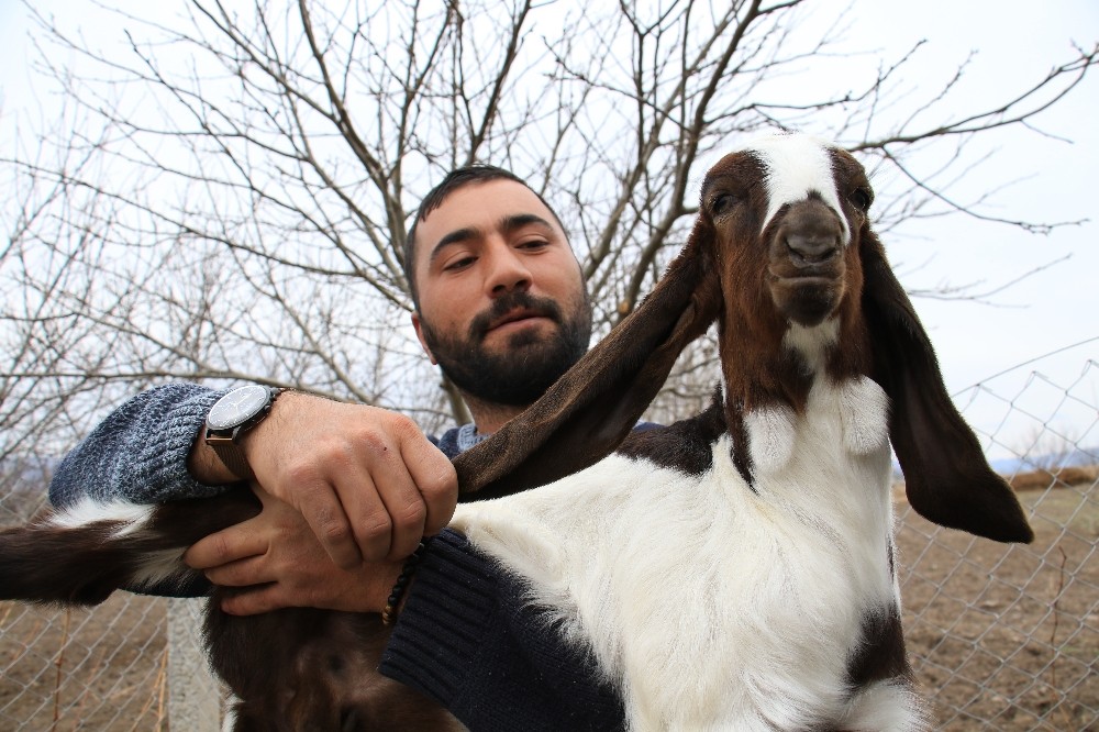 Süt için aldığı keçiler, çift çift kuzulayınca sürü sahibi oldu
