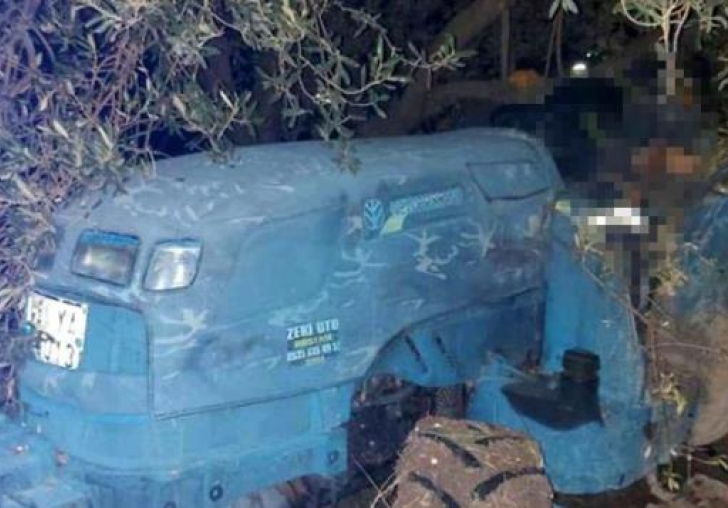 Tarlasındaki zeytin ağacı, çiftçiyi canından etti