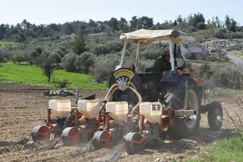 Tarsus Belediyesi, yerli ayçiçeği tohumlarını toprakla buluşturdu
