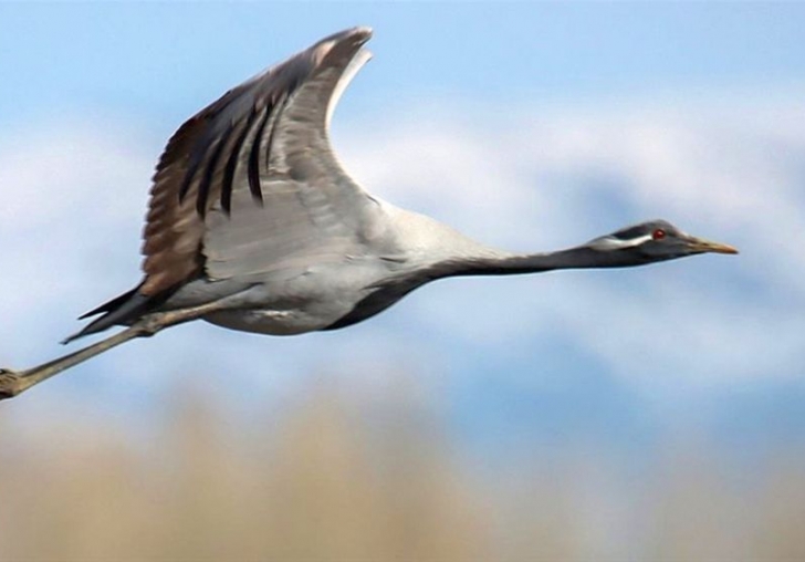 Telli Turna Görüntülendi