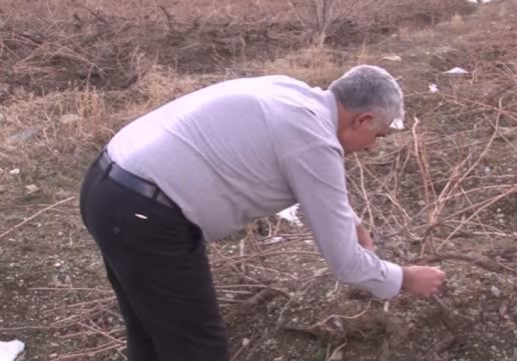 Tescilli Cimin üzümü mesaisi başladı