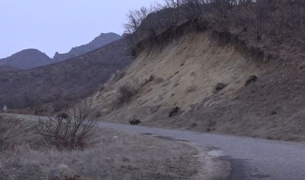 Tunceli´de sürü halinde yola inen domuz sürüsü görüntülendi

