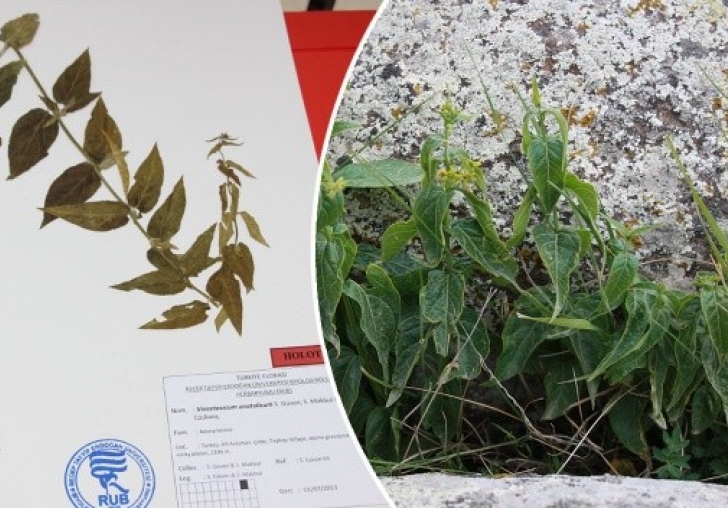 Türkiye'de keşfedilen yeni bitki türü bilim dünyasını heyecanlandırdı