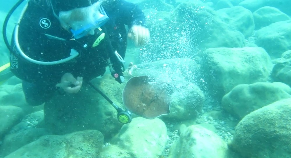 Ünlü profesöre su altında elektrikli vatoz balığı şoku
