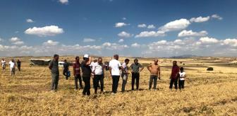 Üreticiye Dağıtılan Nohutların Hasadına Başlandı