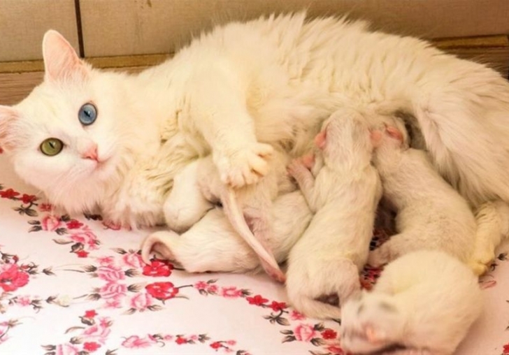 Van Kedilerinin Sayısı Artıyor