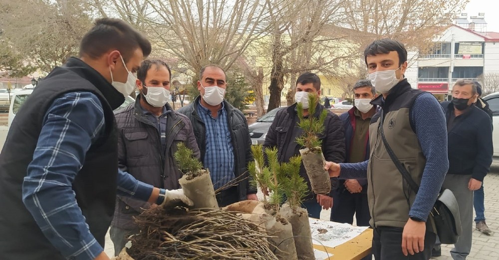 Vatandaşlara 650 adet fidan dağıtıldı
