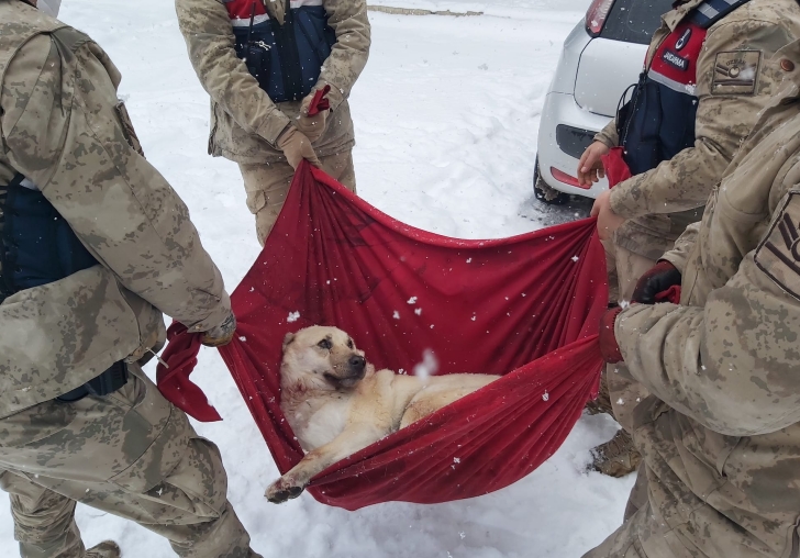 Yaralı Halde Bulunan Hayvanı Jandarma, Veterinere götürdü;