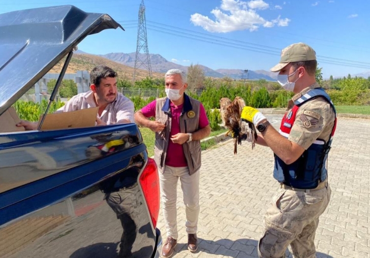 Yaralı şahine jandarma şefkati