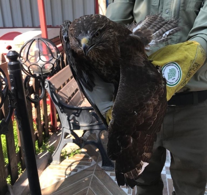 Yaralı yavru şahin emin ellerde
