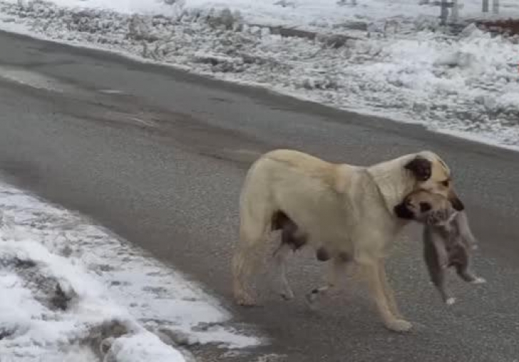 Yaramaz yavru köpeğe anne şefkati
