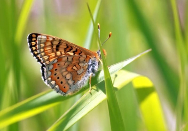 Yeni Kelebeğimiz Arapgirden: Nazuğum
