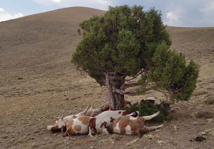 Yıldırım ağaca isabet etti: 9 inek telef oldu