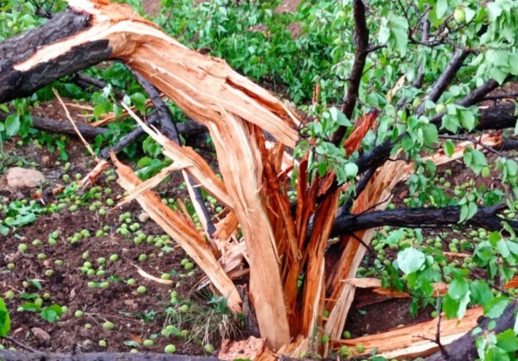 Yıldırım İsabet Eden Ağaç Parçalandı