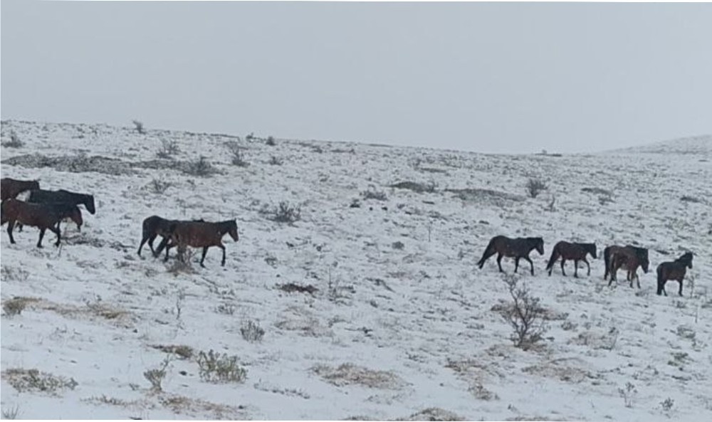 Yılkı atları cep telefonu ile görüntülendi
